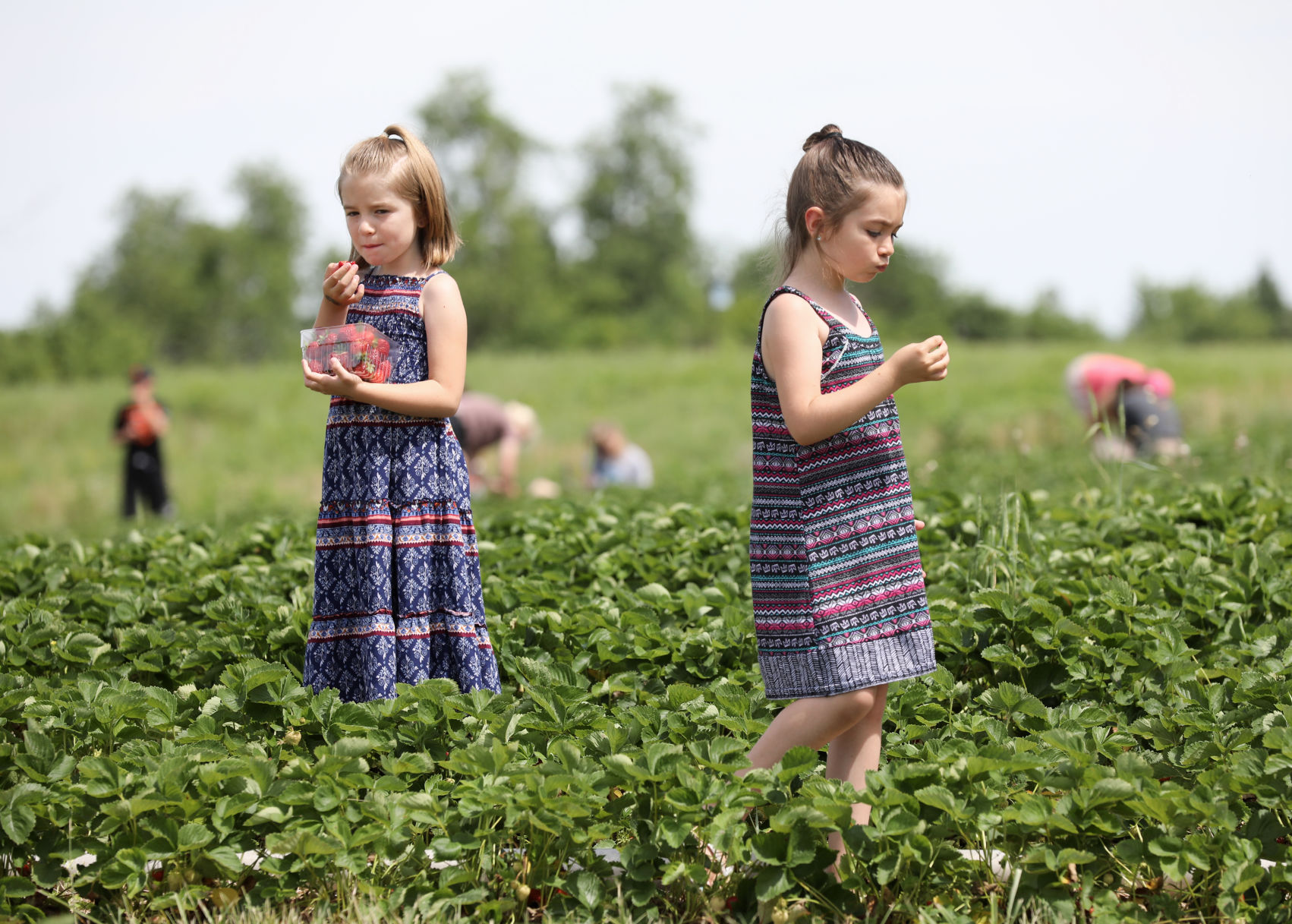 6/27/2019: Carandale Fruit Farm